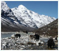 Langtang Valley Trek